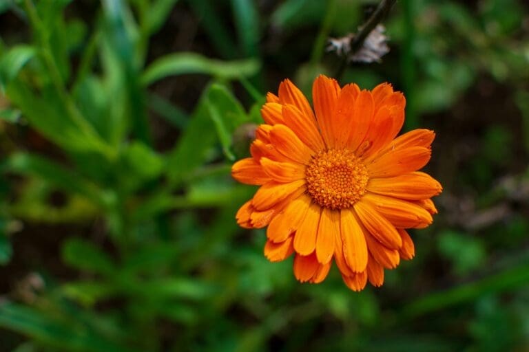 Close-up of calendula flower
